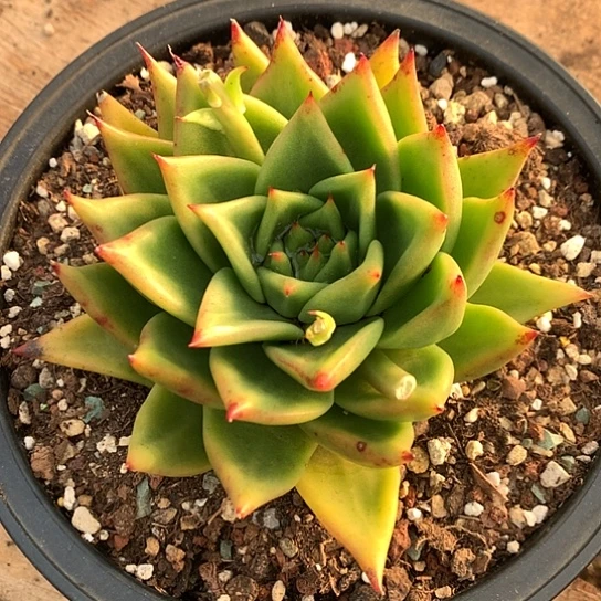 每日特价活动开始啦