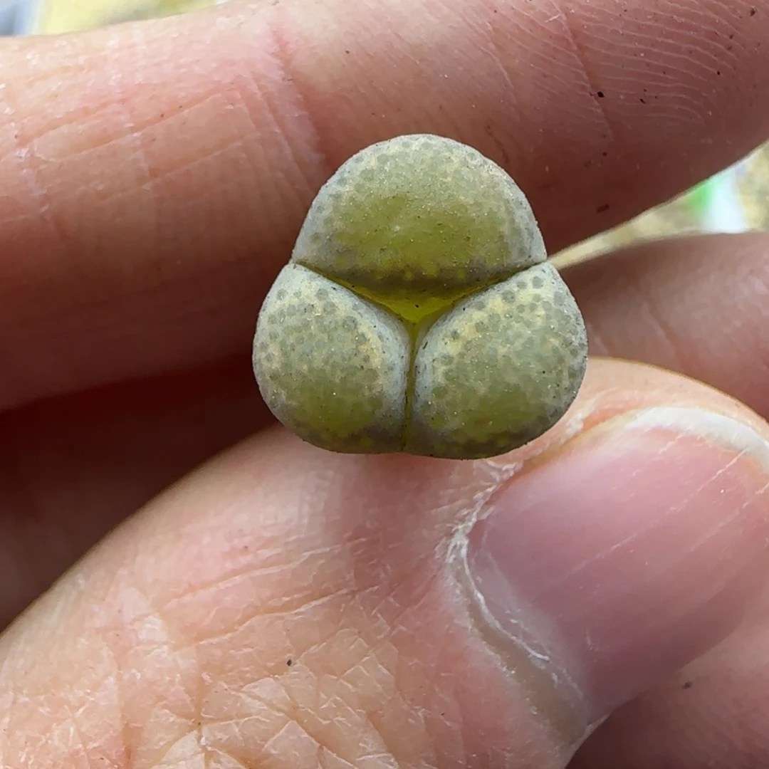 315碧琉璃奔清框福利30包邮