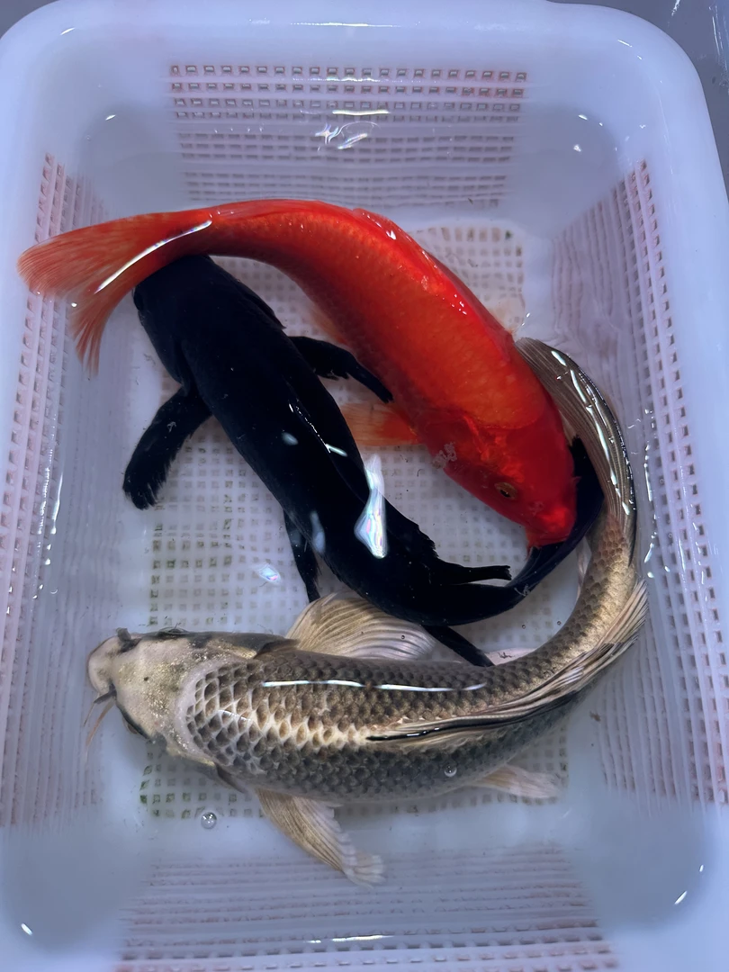 【三条装】红肚皮铁包金1纯红火鲤1熊猫1锦鲤观赏鱼冷水鱼活体包邮