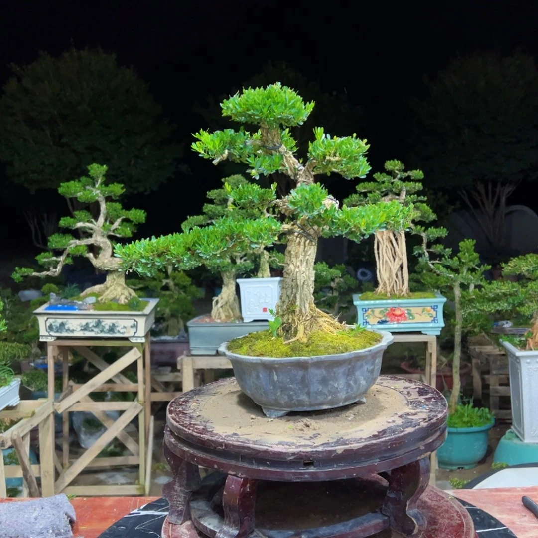 无花朵广东皱皮雀舌黄杨