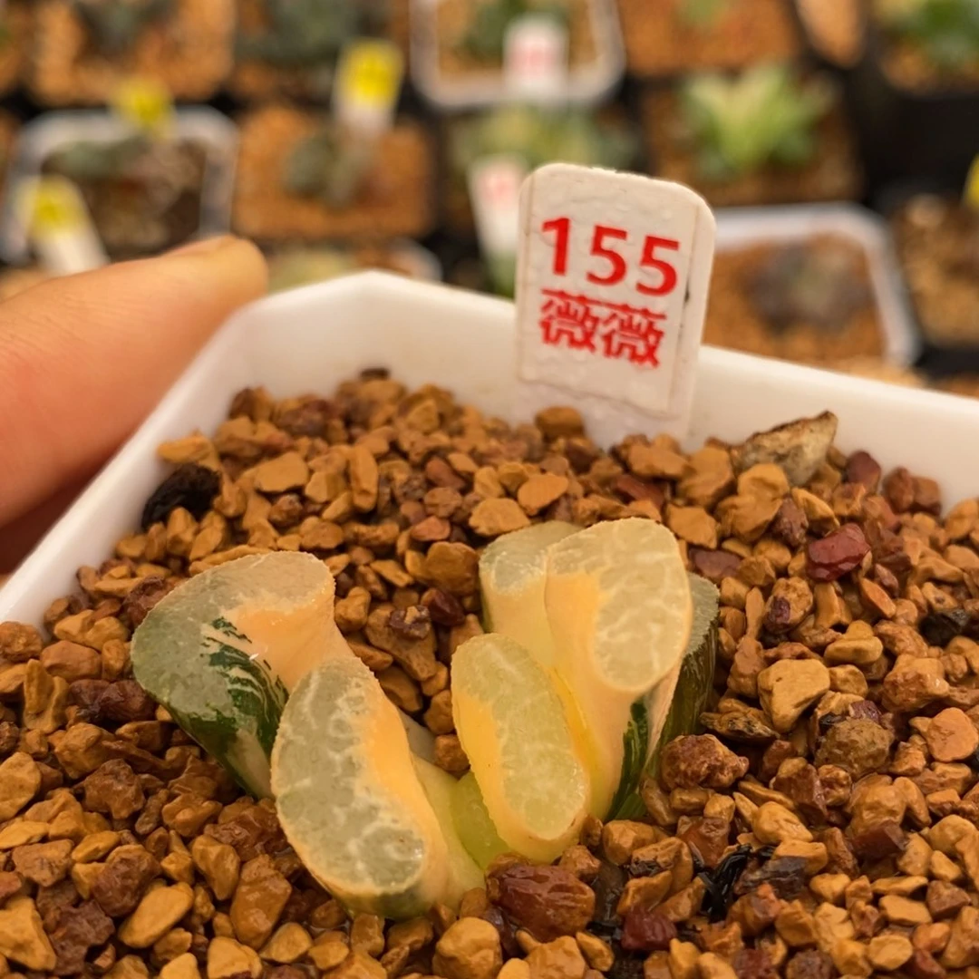 155浮藻玉扇多肉植物