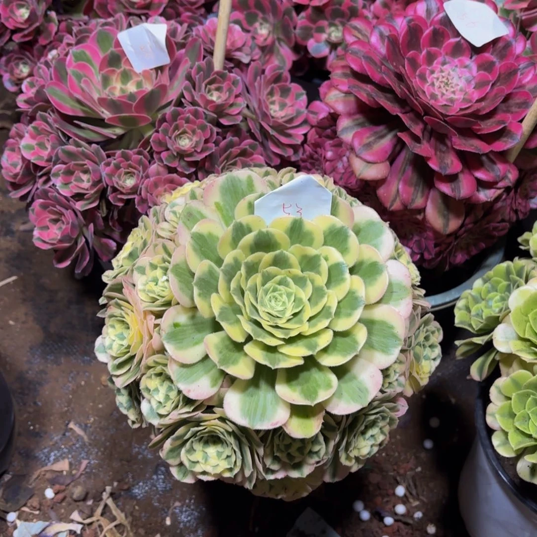 云南迈巴赫好看，53号