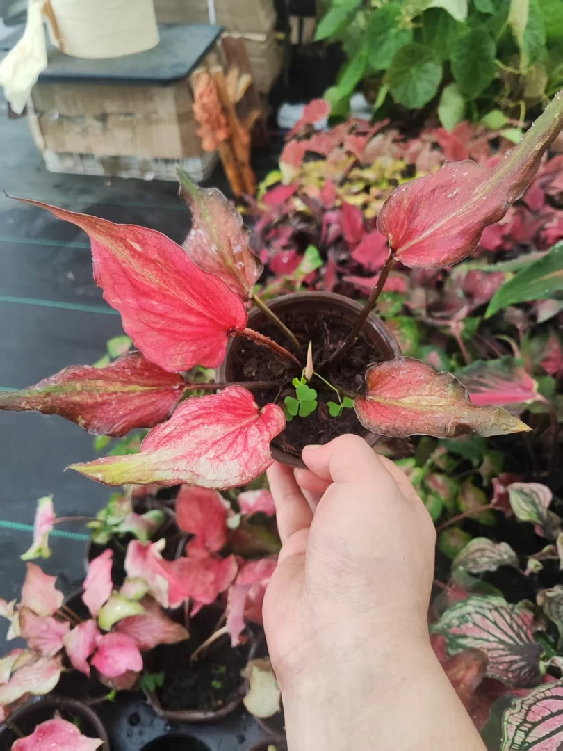 120小盆糖果彩叶芋室内观叶植物网红ins风懒人绿植