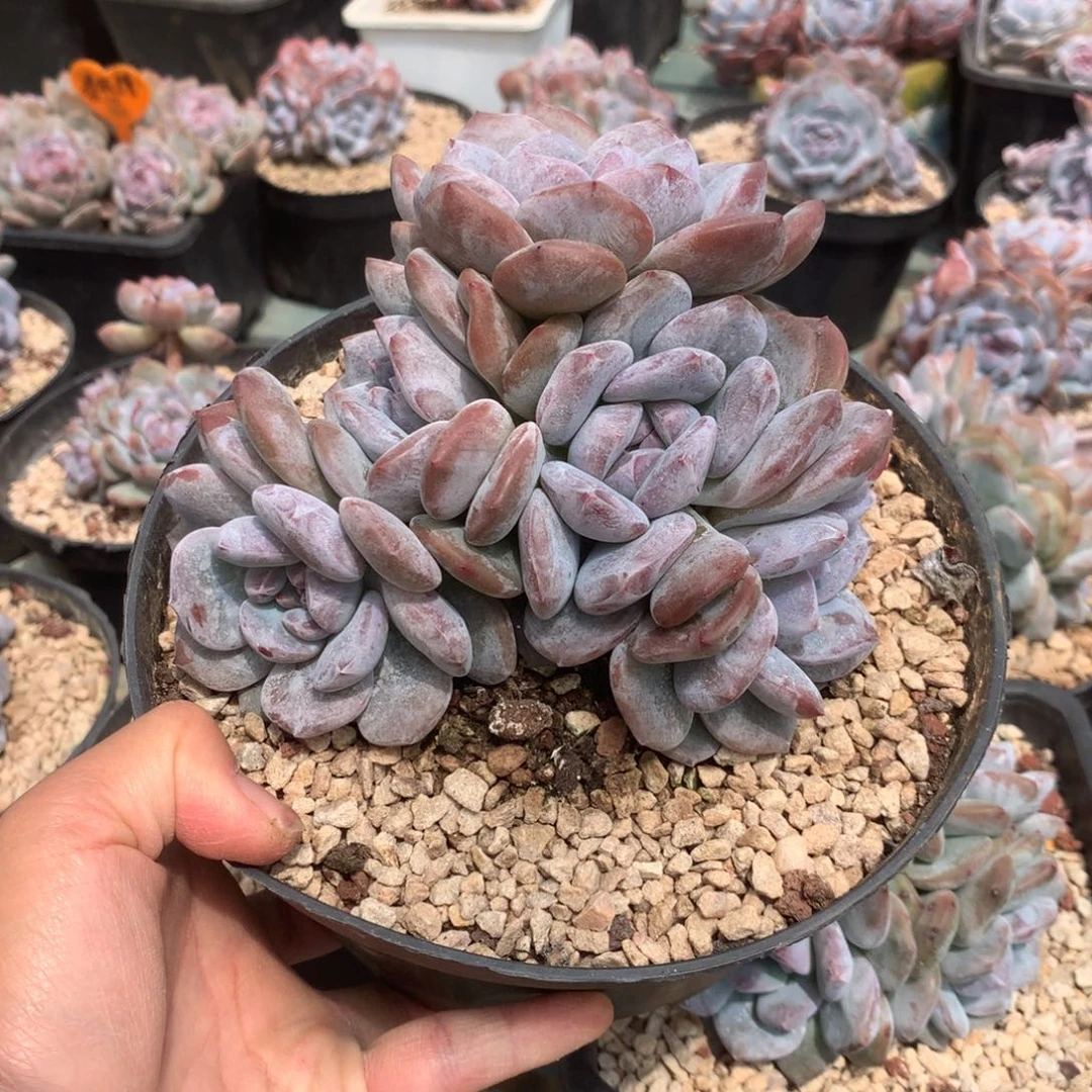 无花朵花花花花花花花花13