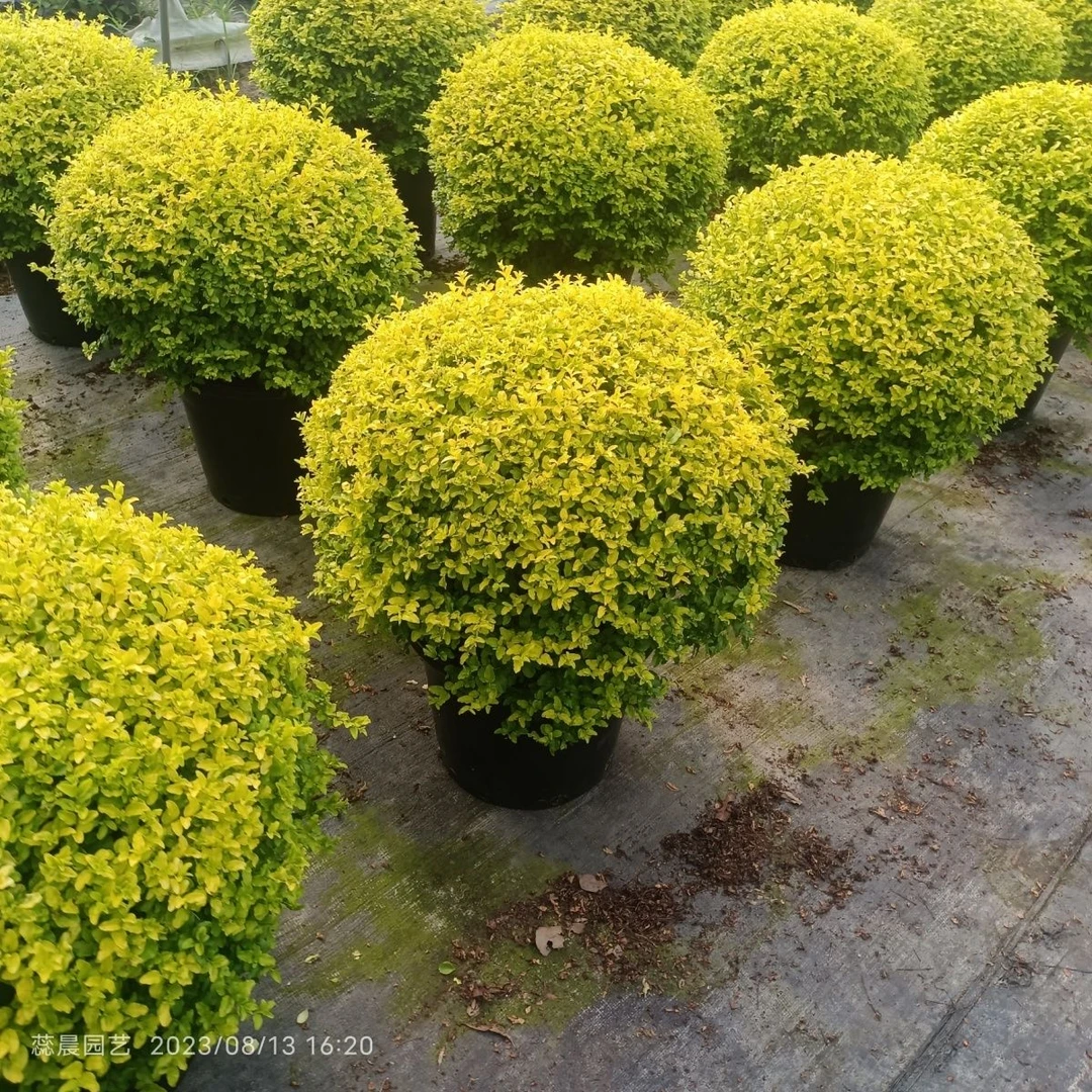 亮金女贞小叶女贞金叶女贞四季常青耐热耐寒户外花镜植物多年生