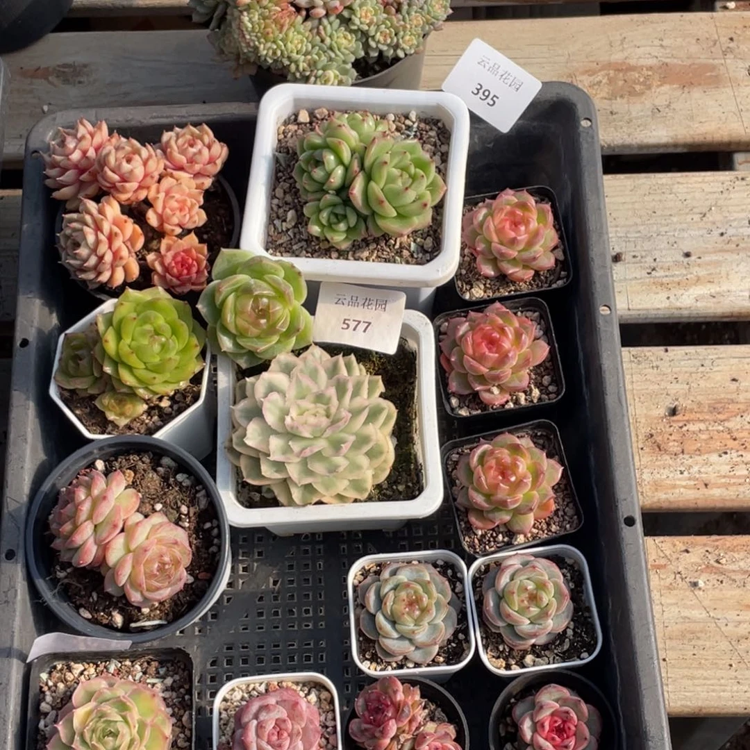 钮***肉395号糖心冰心珍妮16