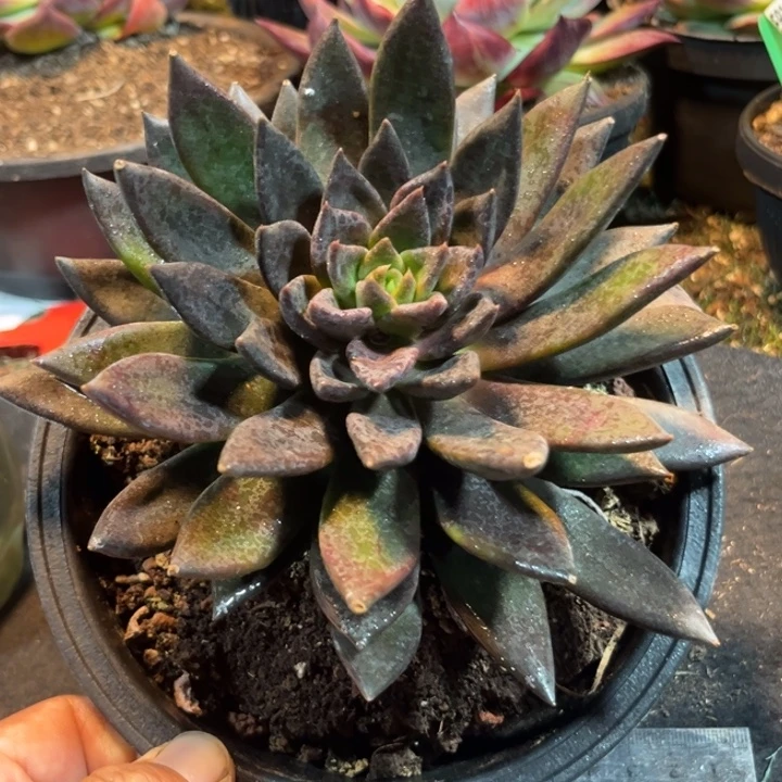 黑骑士一物一拍包装收缩花旱