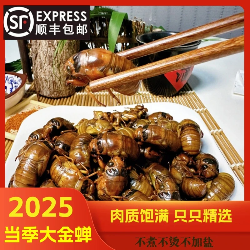 顺丰京东包邮2025年野生大金蝉知了猴新鲜结了龟爬叉猴鲜活速冻