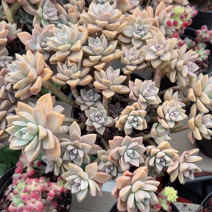 淡雪老桩多肉植物精品