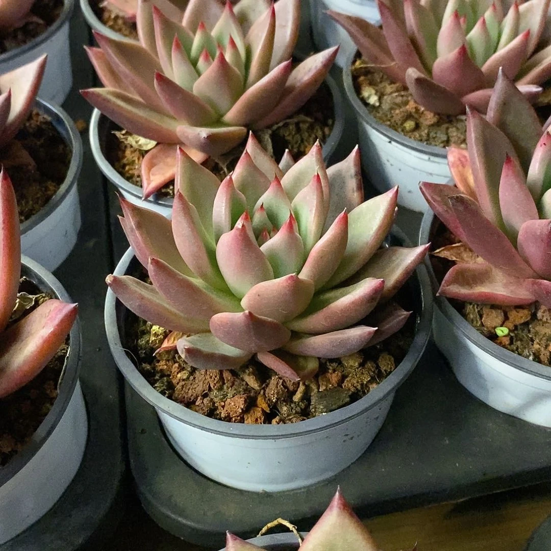 团。红颜密语。福利多多