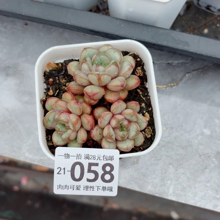 葡萄无盆土发货无盆土发货无