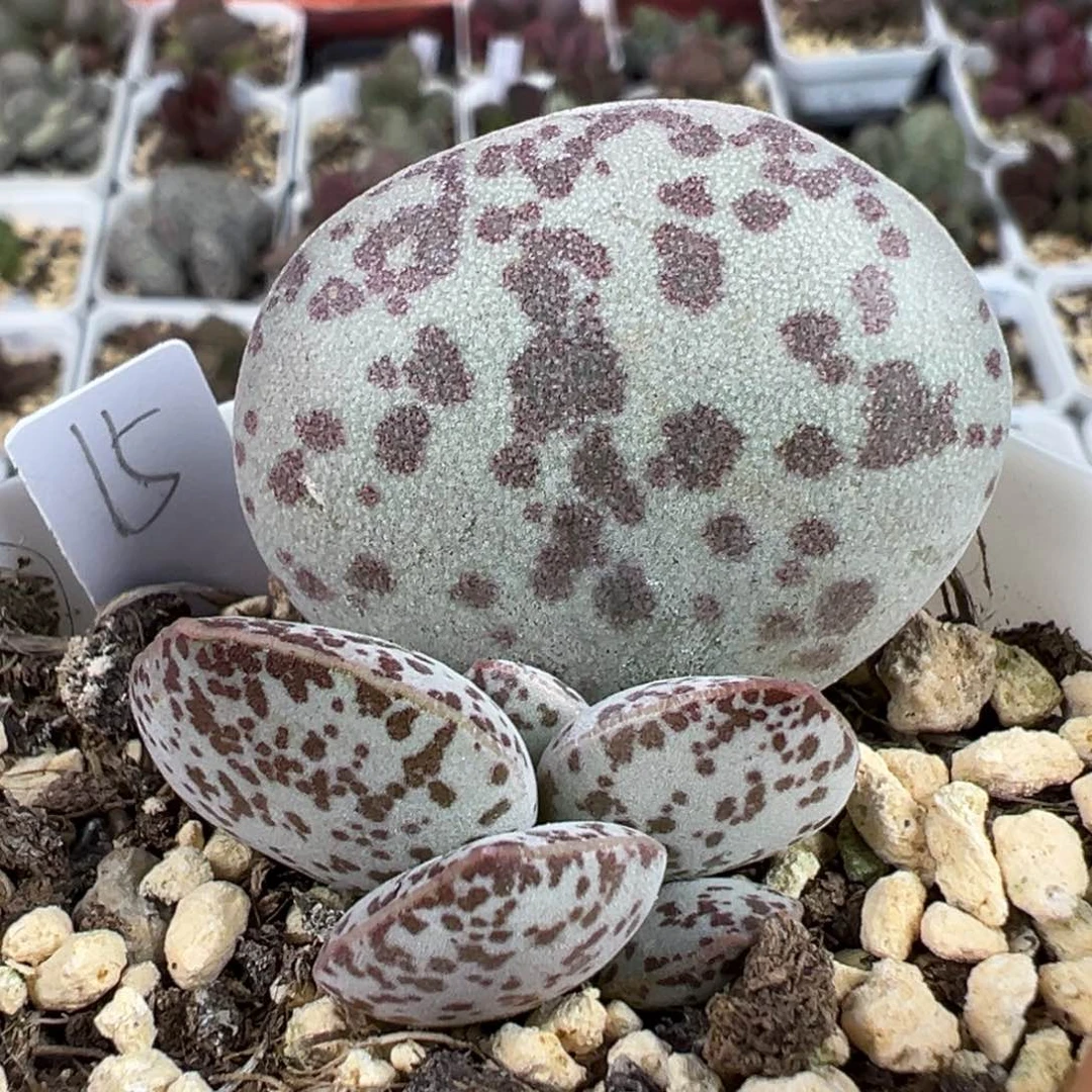 花蛋多肉植物水泡