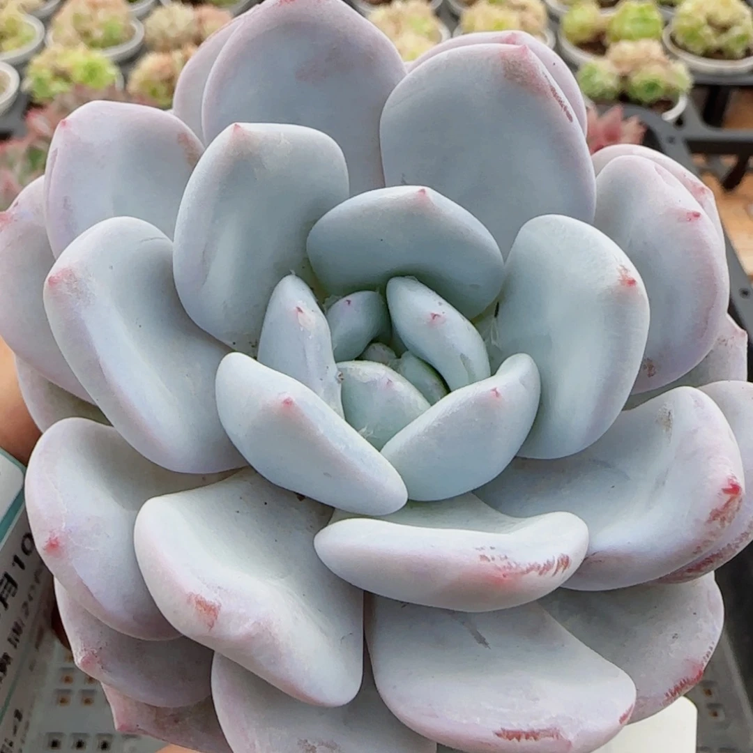 花语逸镜0510-150