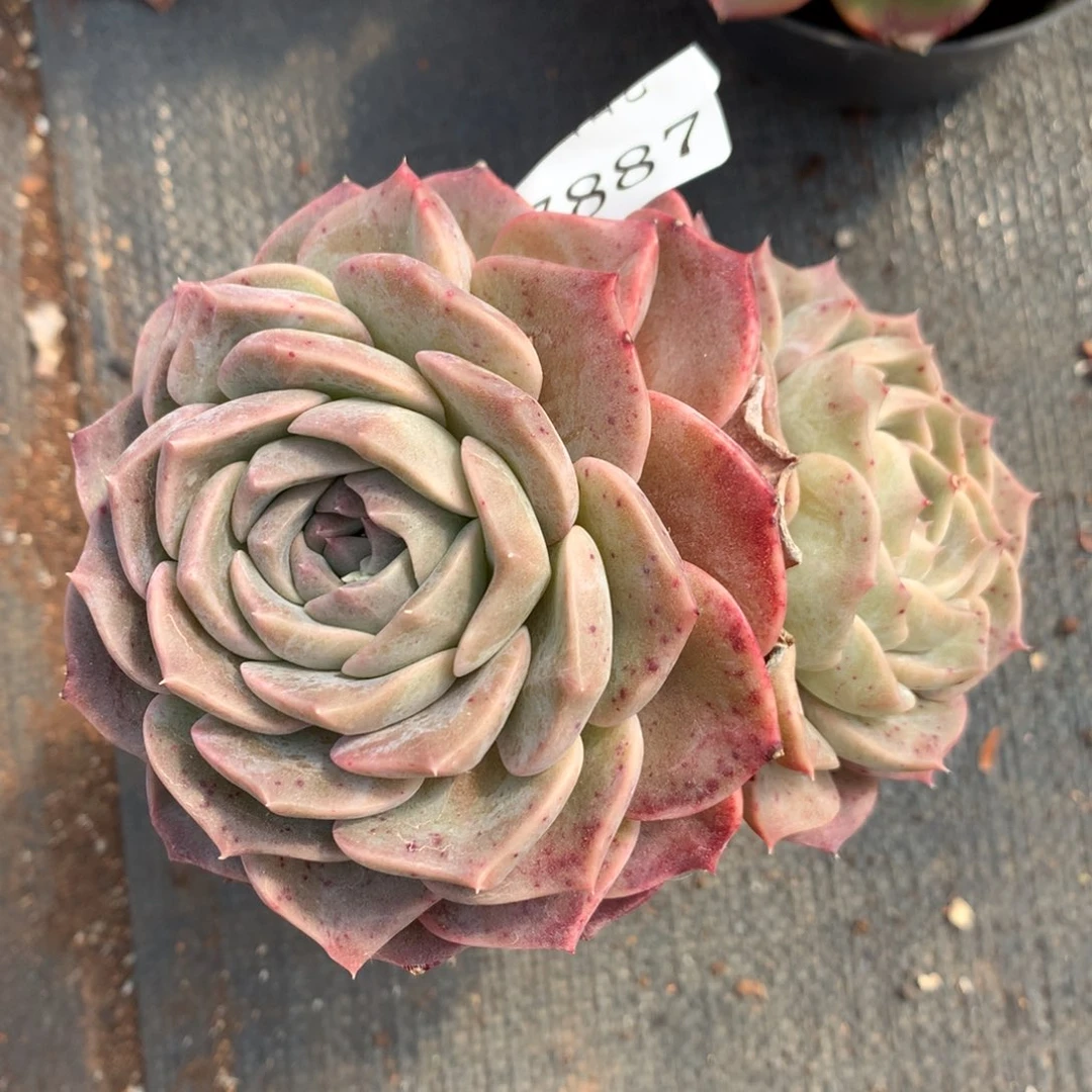 7887新年快乐发发发