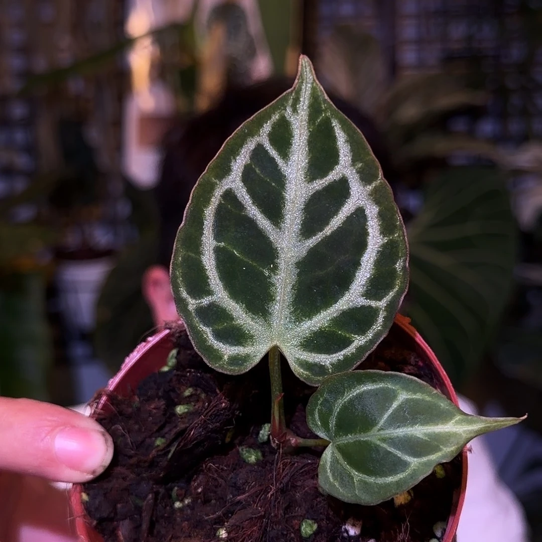 完全开放F259穆克力杂skg