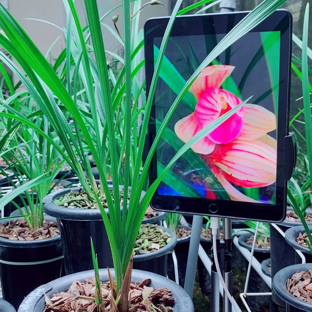 当前无花栽培后可以开花