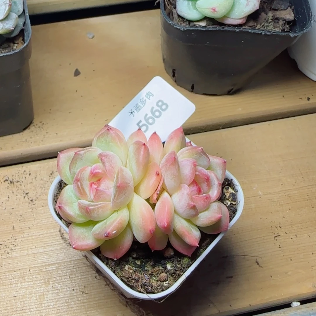 孤品，5668多肉植物