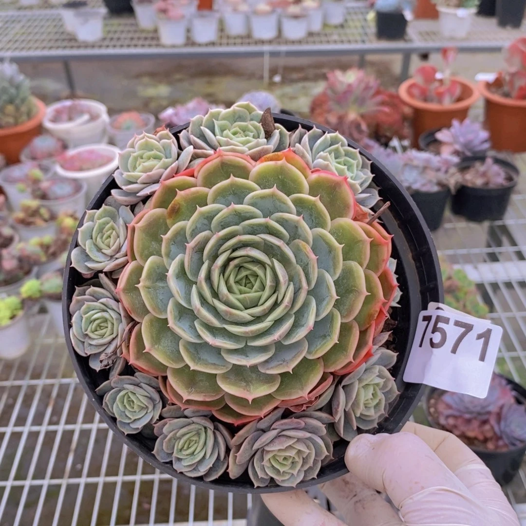 7571昂斯诺手捧一物一拍