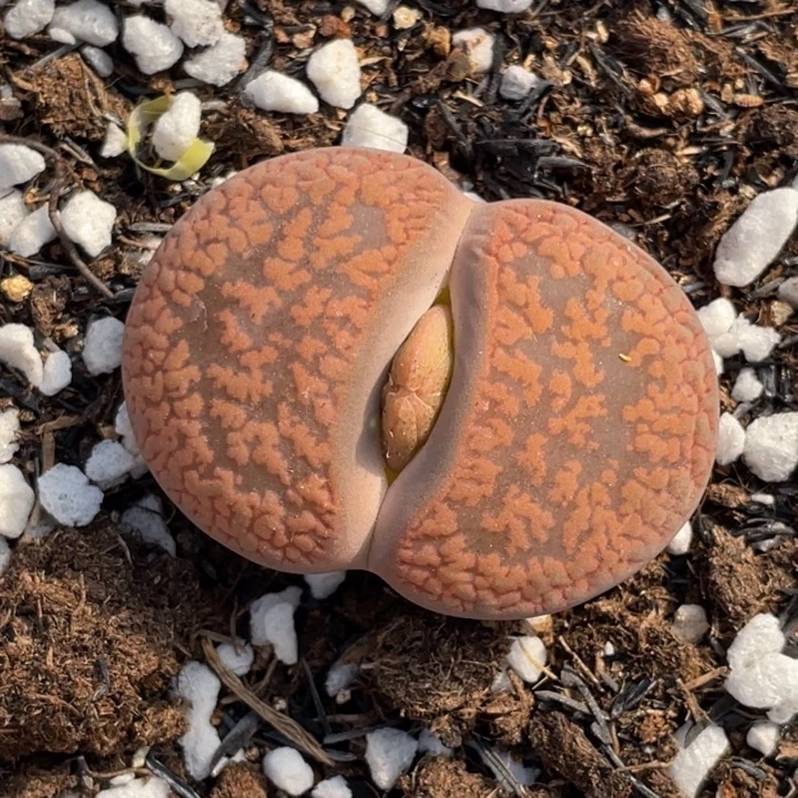 非偏远满20包邮392