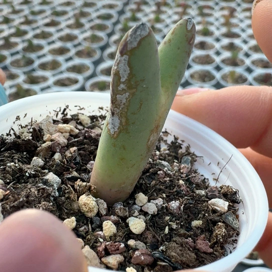 309皮卡丘有瑕疵福利出