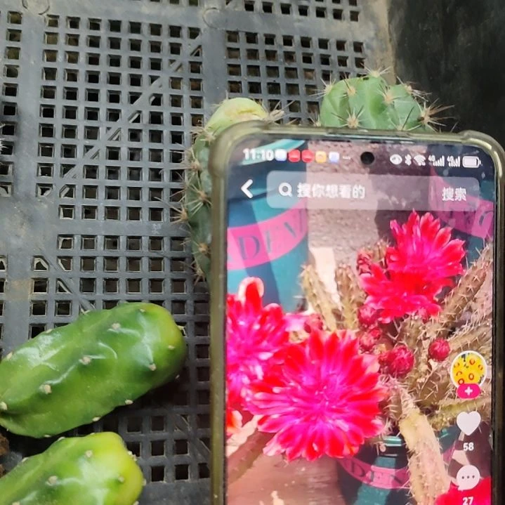 仙人球红花重瓣美花角侧芽