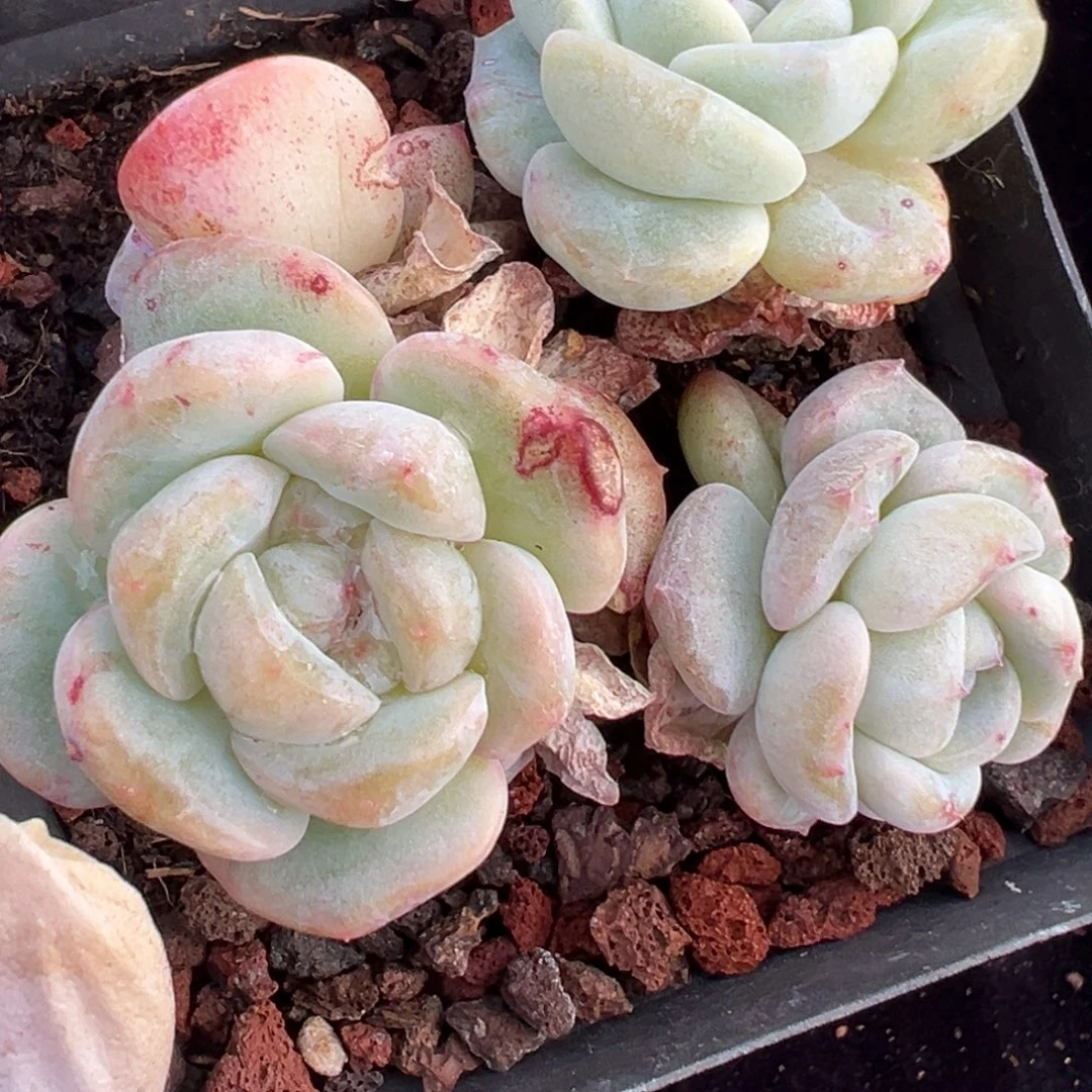 新年快乐 新年快乐