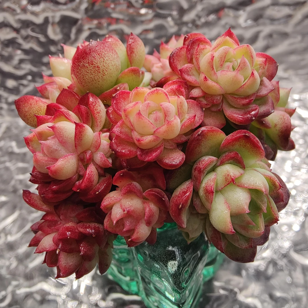 【直播专享】无土多肉--女王优选SP（1颗）