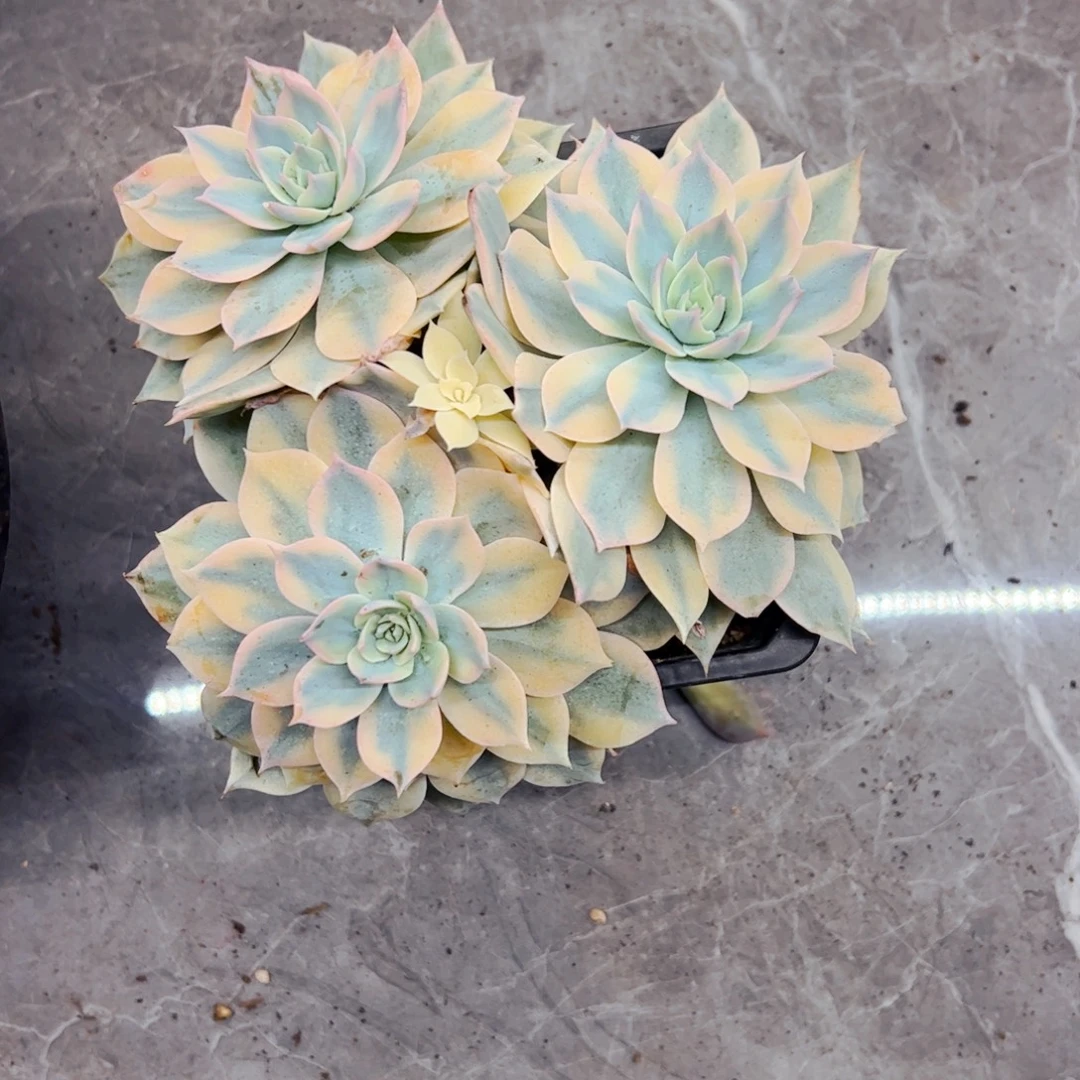 丹***丹皮实多肉植物组合盆栽