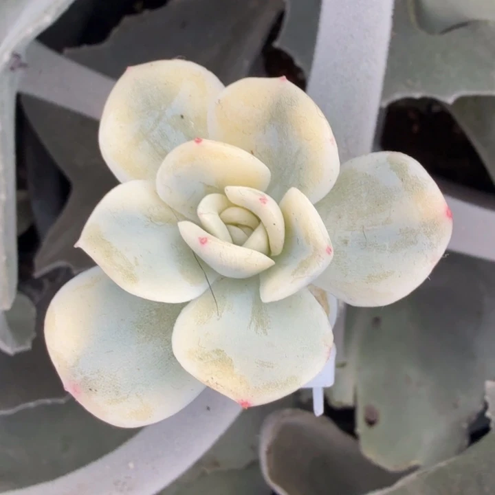 冰玉锦 腹轮锦多肉锦