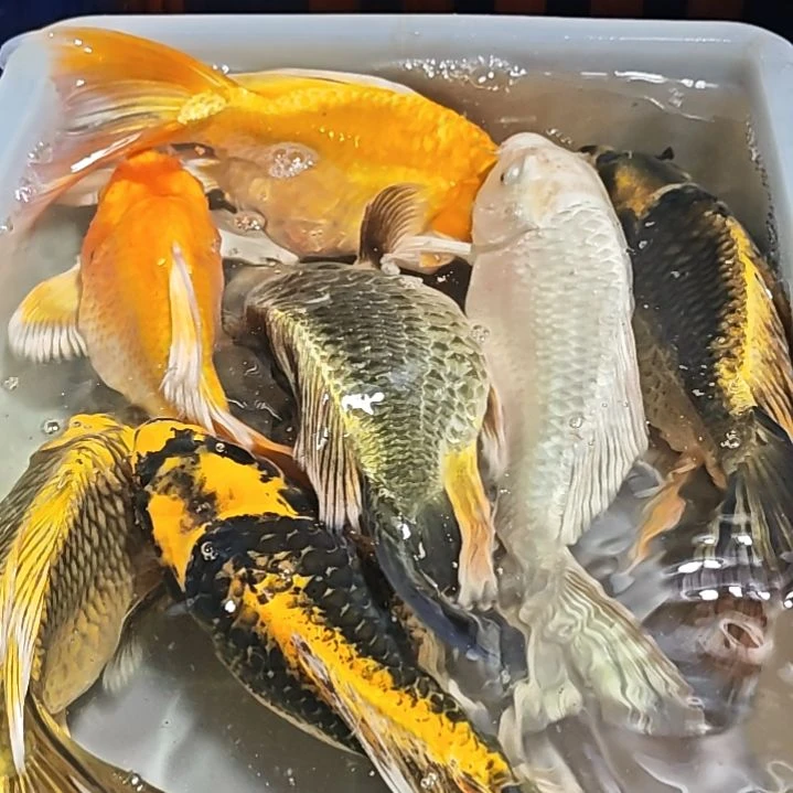 银***业海水淡水养殖基地