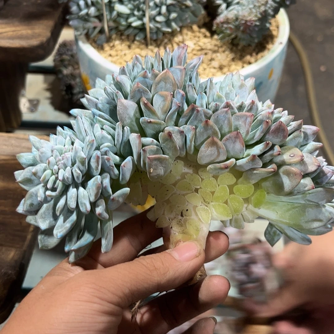 t****星影缀化多肉植物