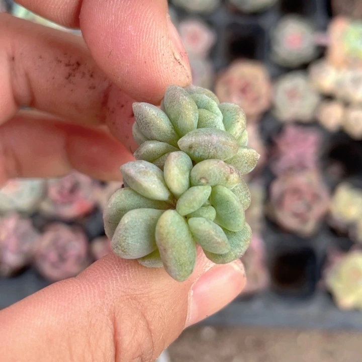 小****?一物一拍白恋石化