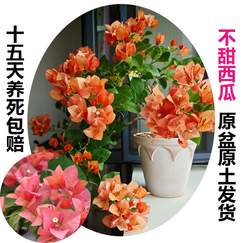 不甜西瓜(三角梅)原生大苗四季开花老桩爬藤植物