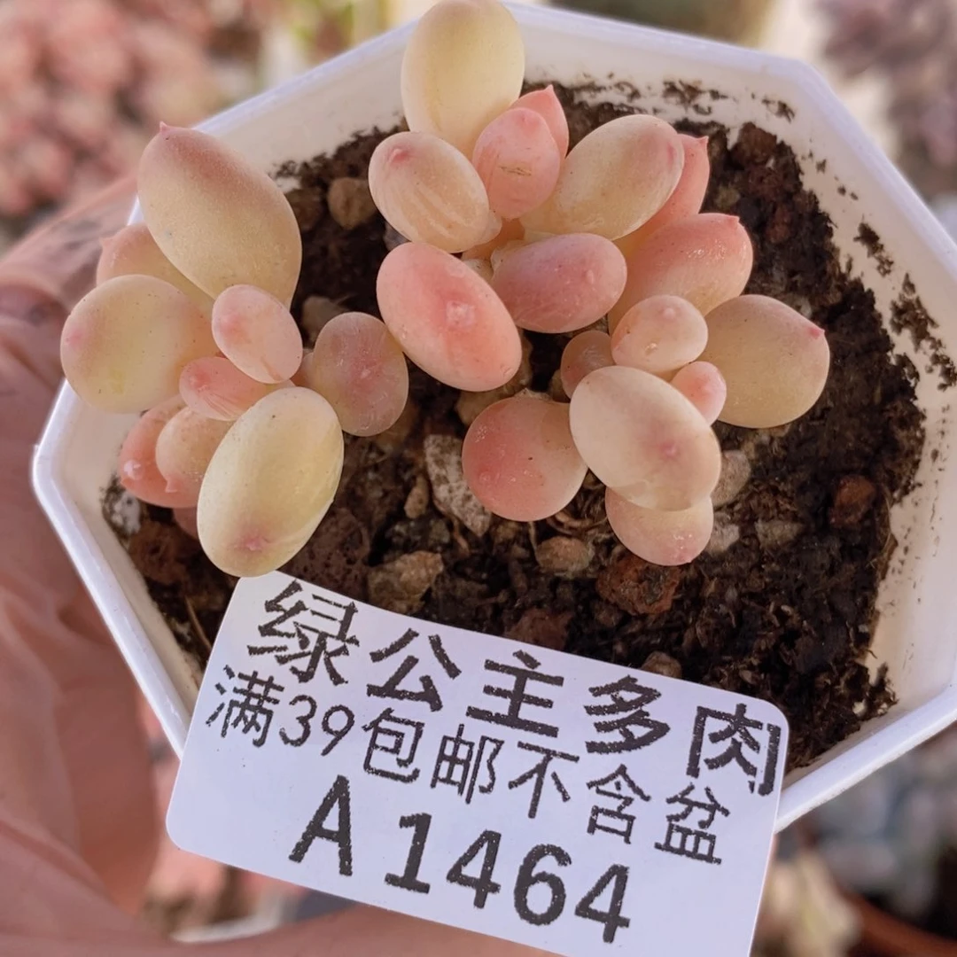 二代苹果奶5cm1464多肉植物
