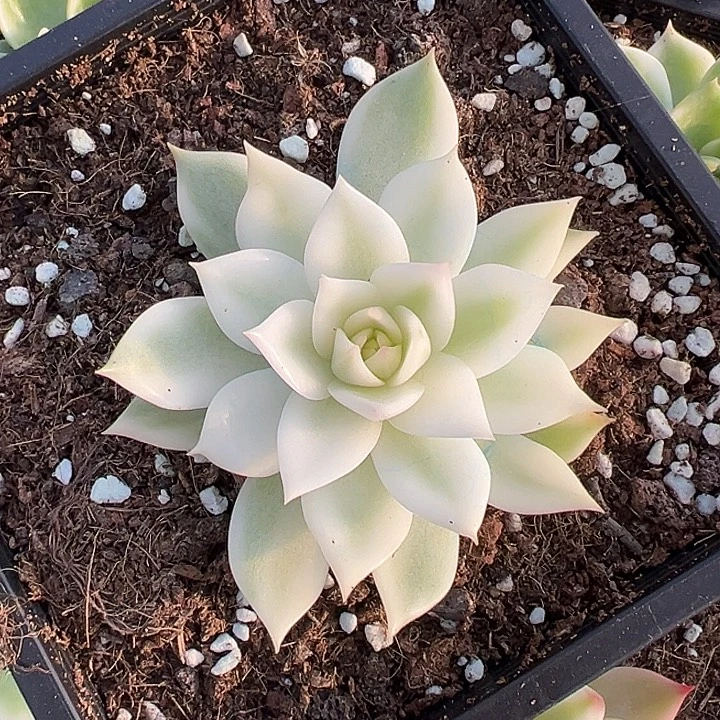 宽锦灵魂一物一拍好看