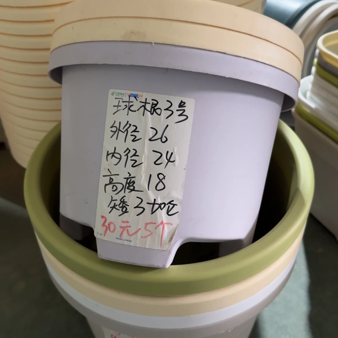 球根3#口径26无拖果绿6个