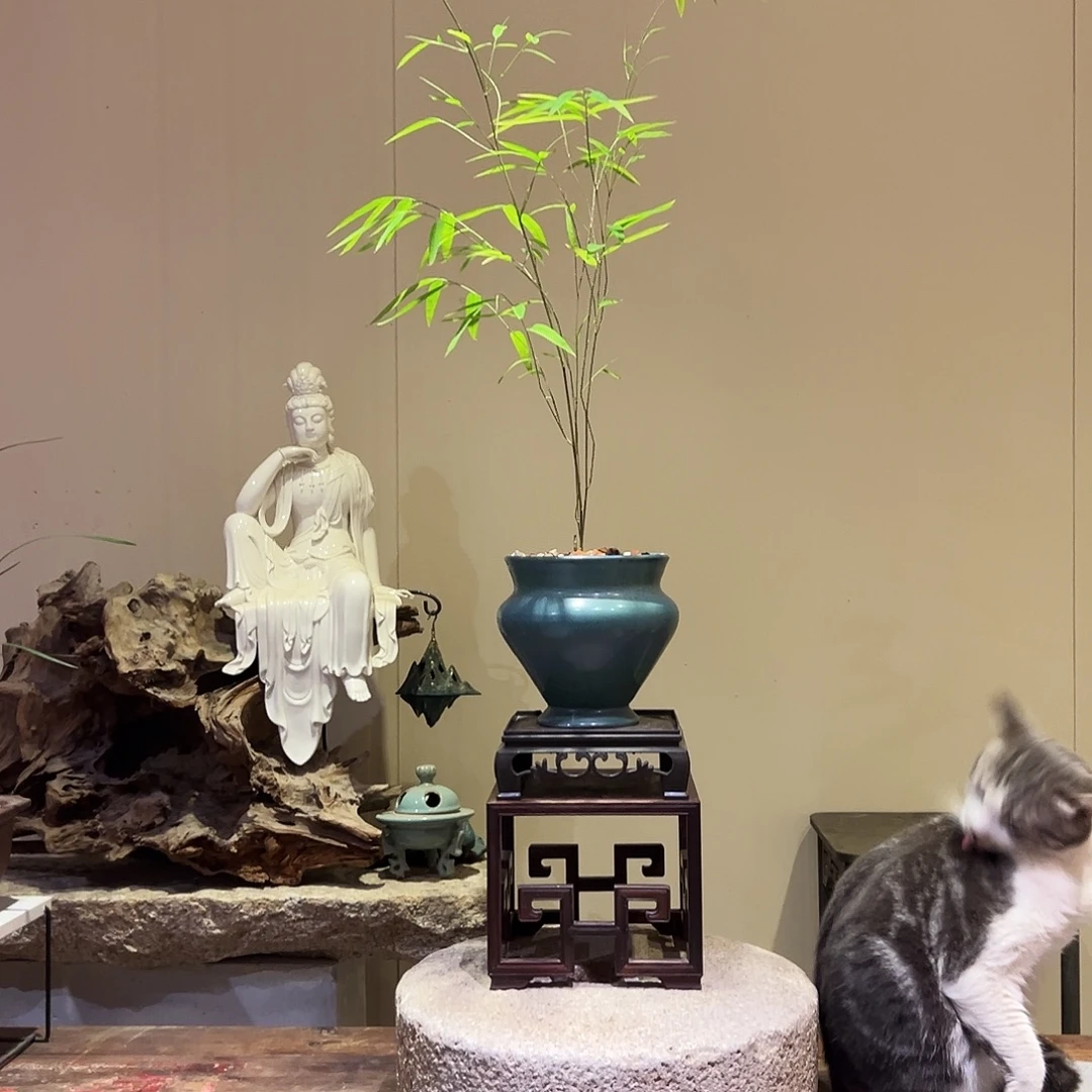 大部分花苞少量开放内门竹