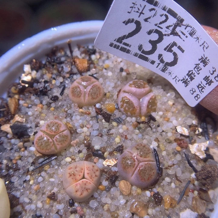 精品生石花225.235