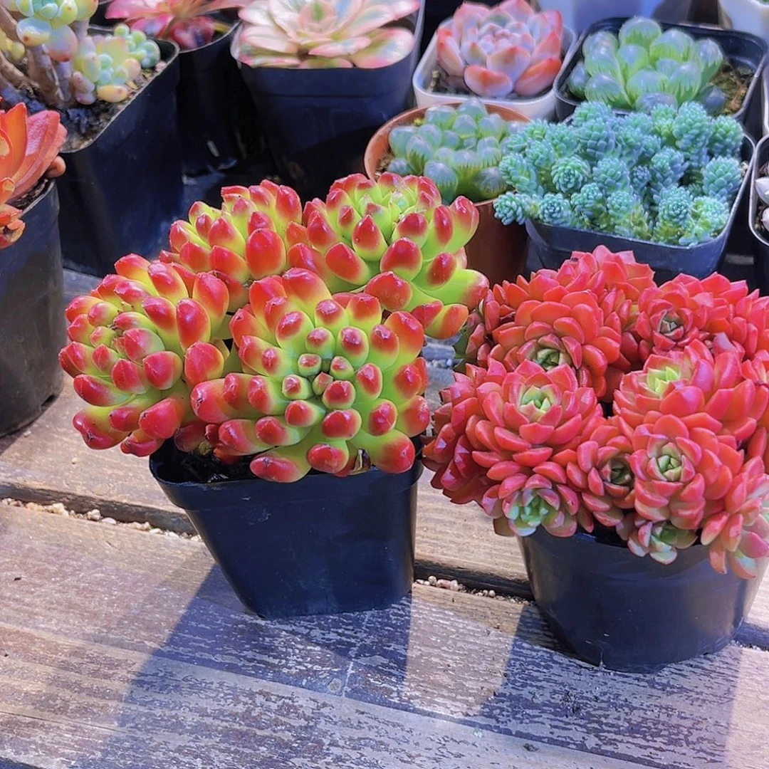 爱泡泡。红灯笼 111111