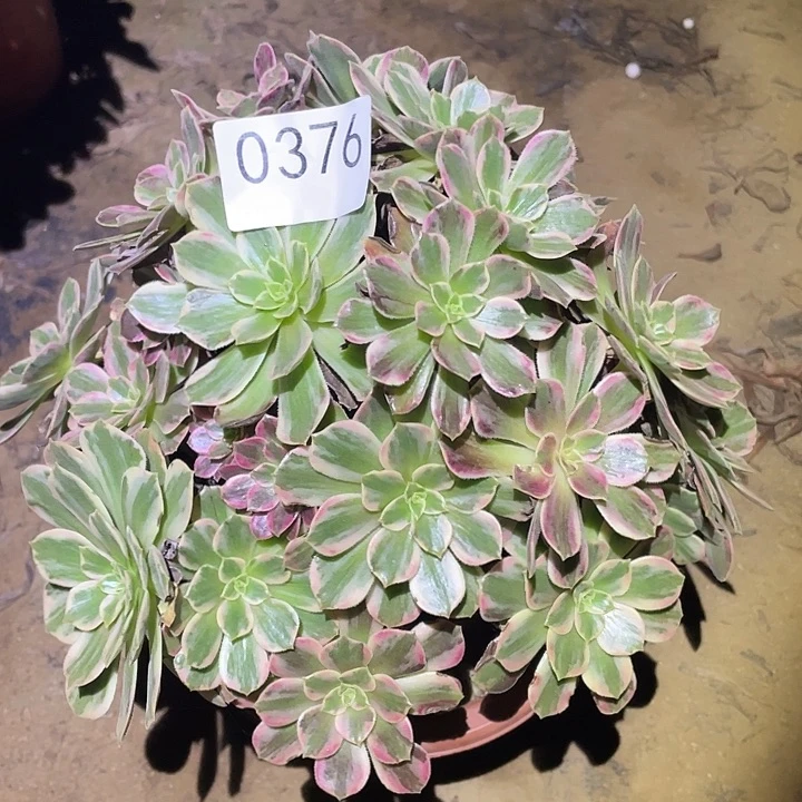 多肉植物不包断枝376安娜
