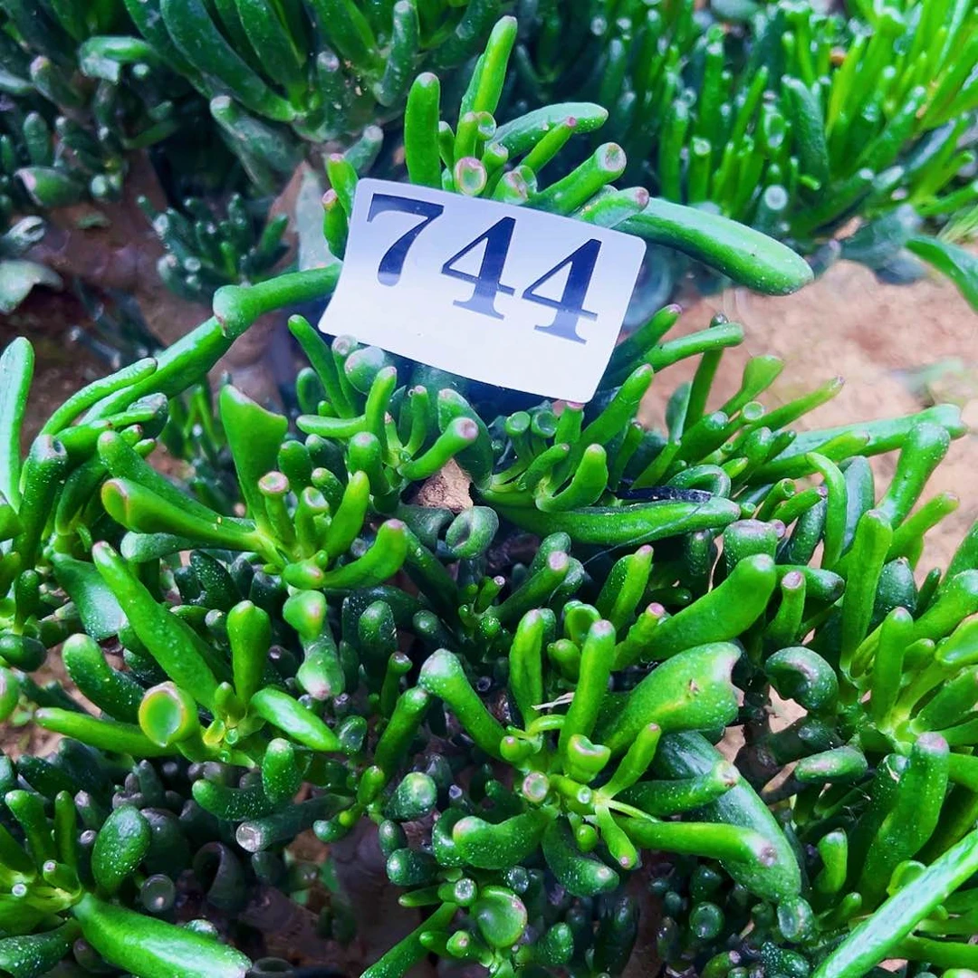 744号吸财树不带盆
