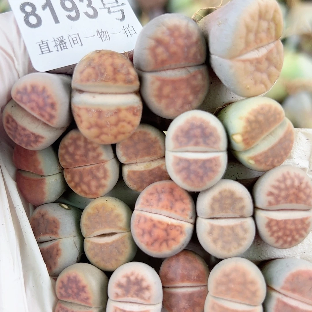 8193 好养易活生石花大母本19个