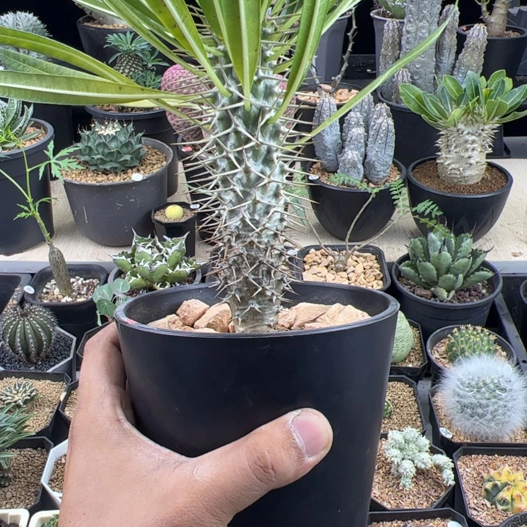 霸王树一物一拍脱土发