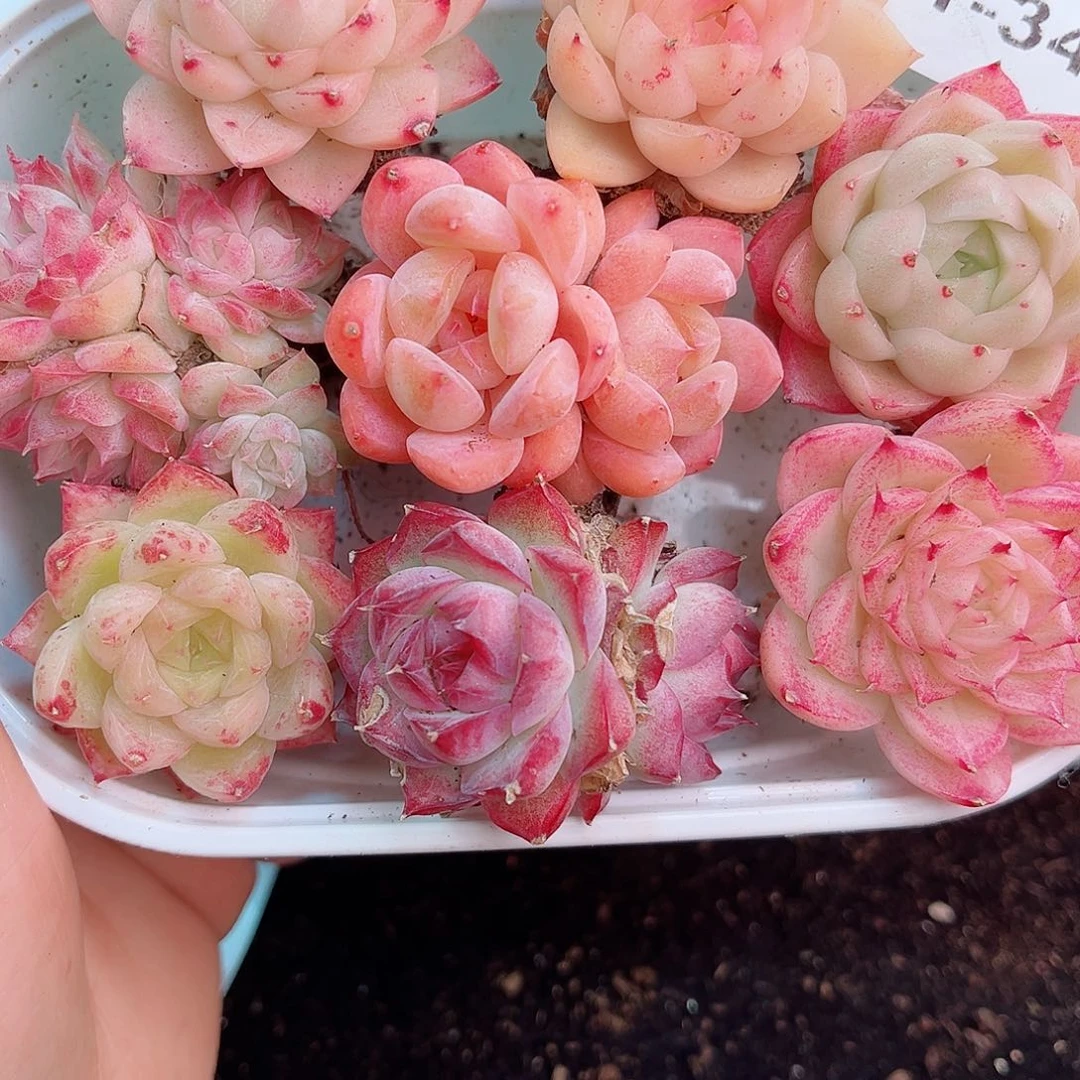 1-343 新疆西藏内蒙不发12.8包邮2-3公分多肉