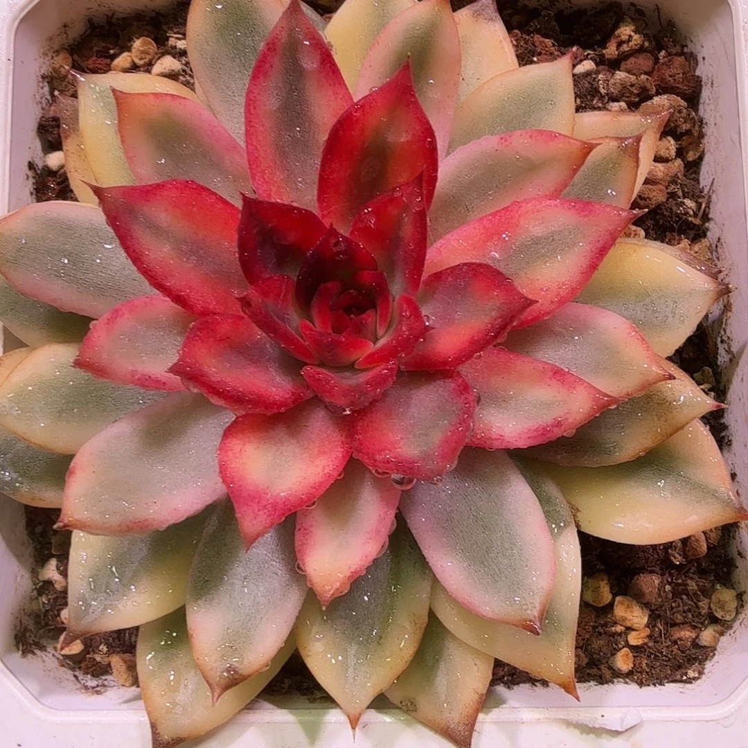 火焰山锦，多肉植物，