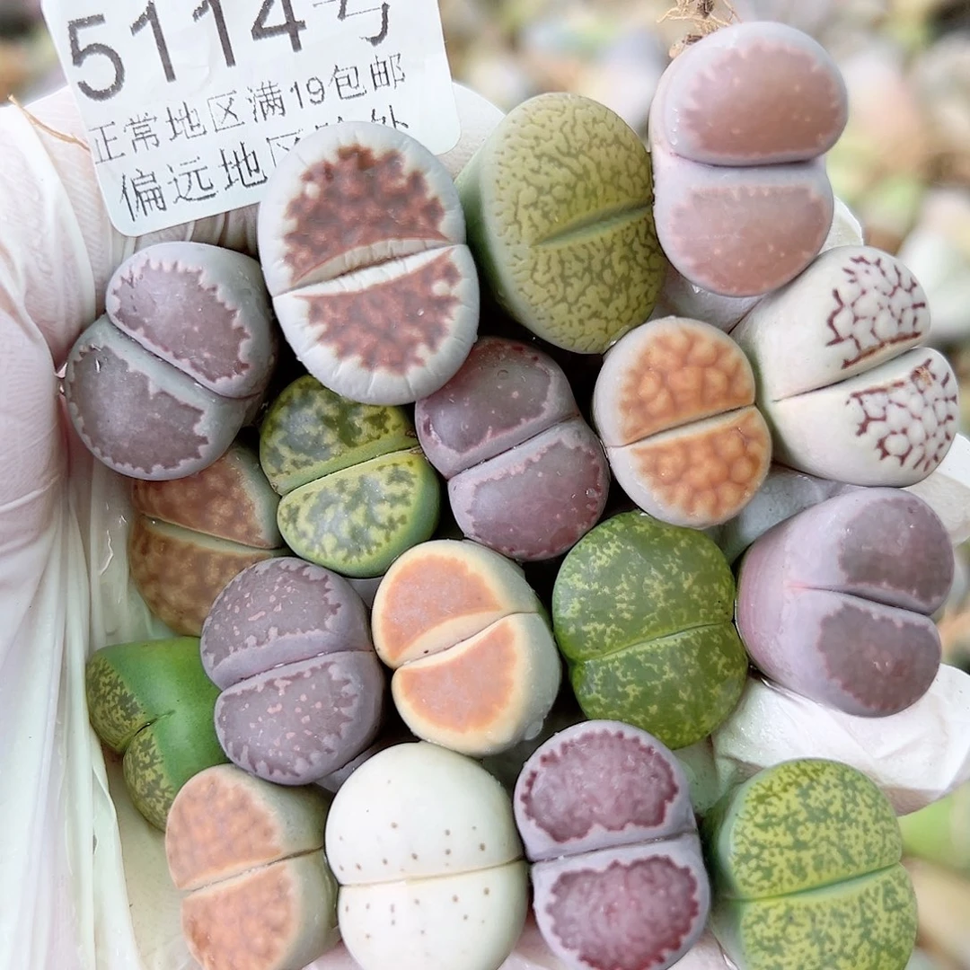 5114 好养易活生石花大母本18个