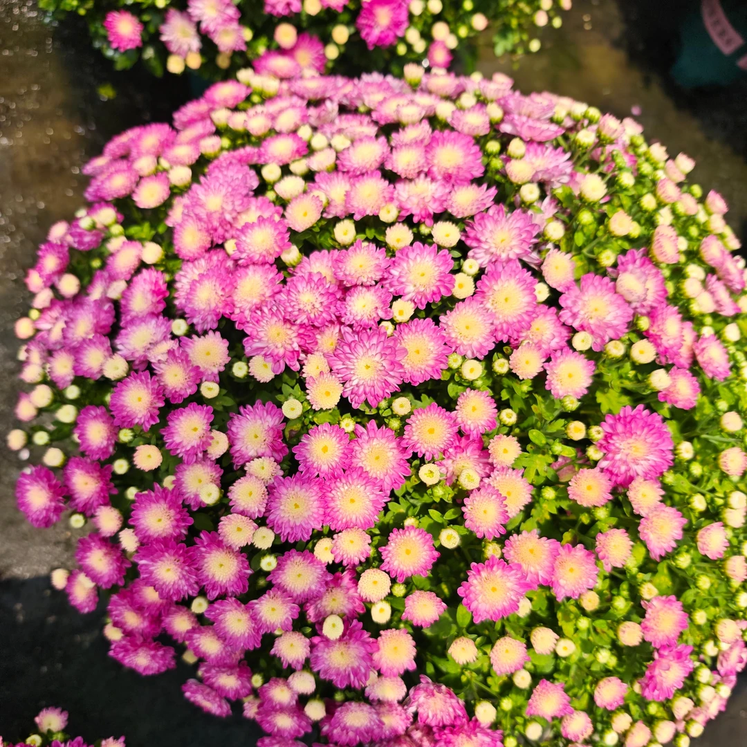 【绚秋花彩】150盆球菊 耐热耐晒庭院阳台易养护