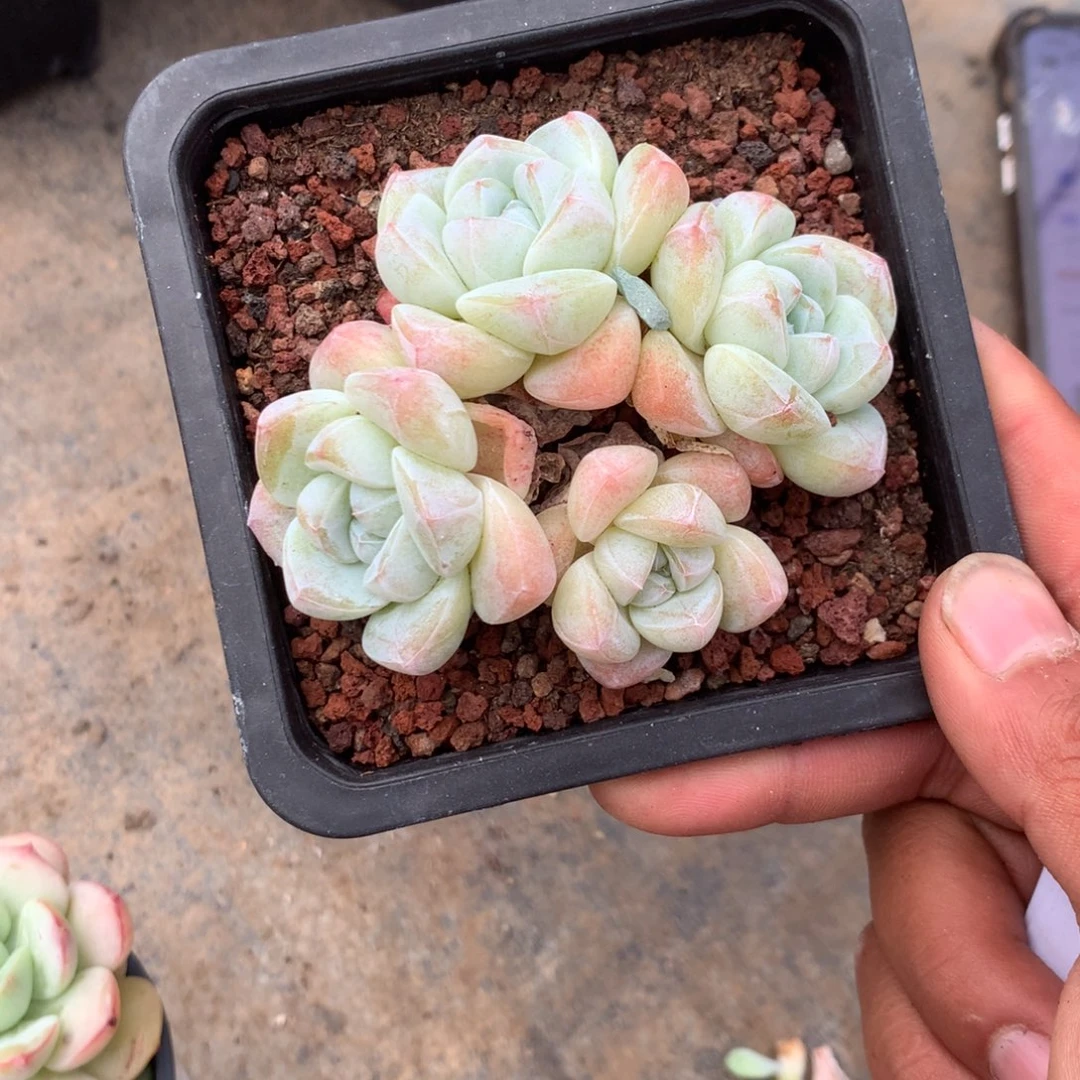 我的朋友在外面出差所以