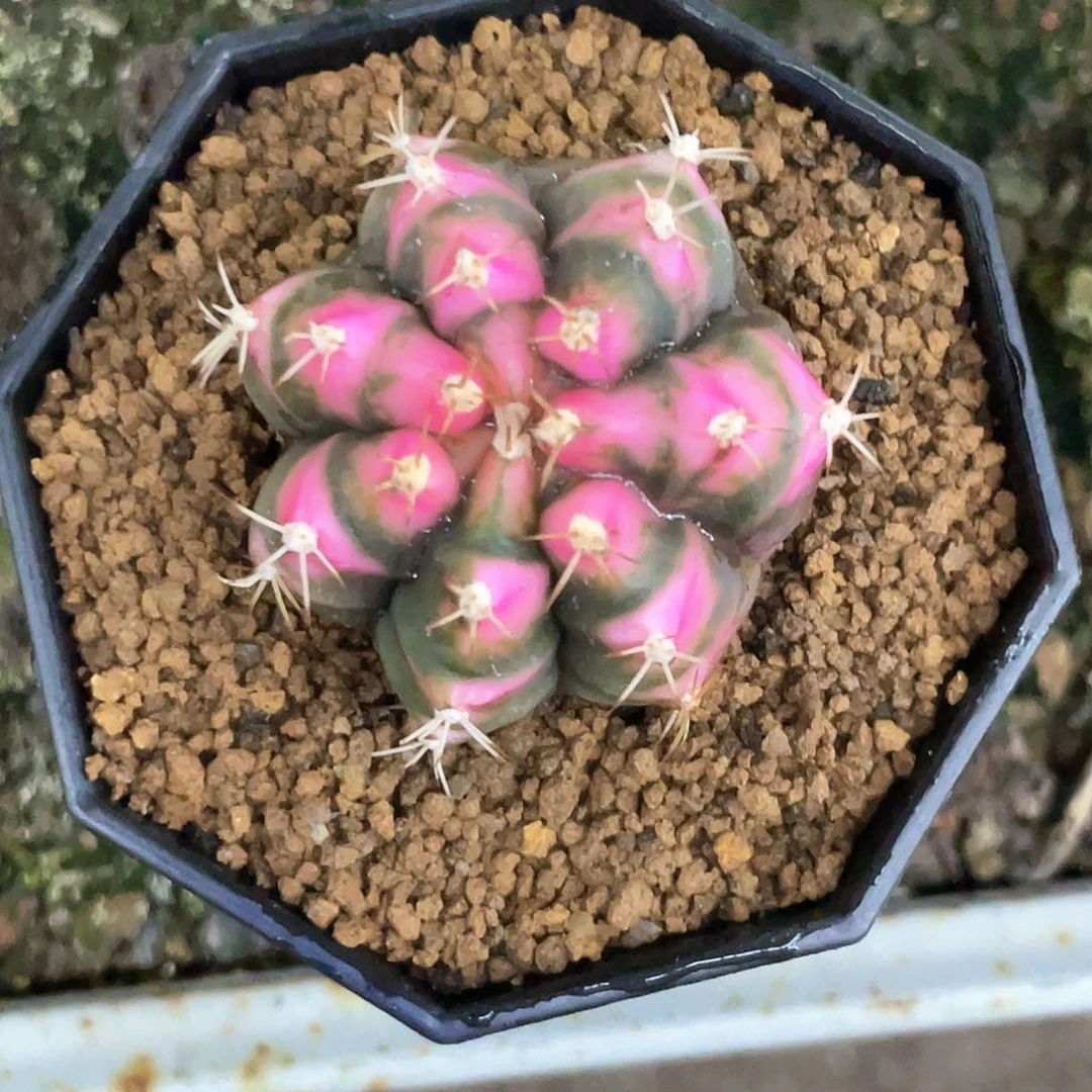 当前无花朵，栽培后可花朵花**雨泰系名品侧，粉花田