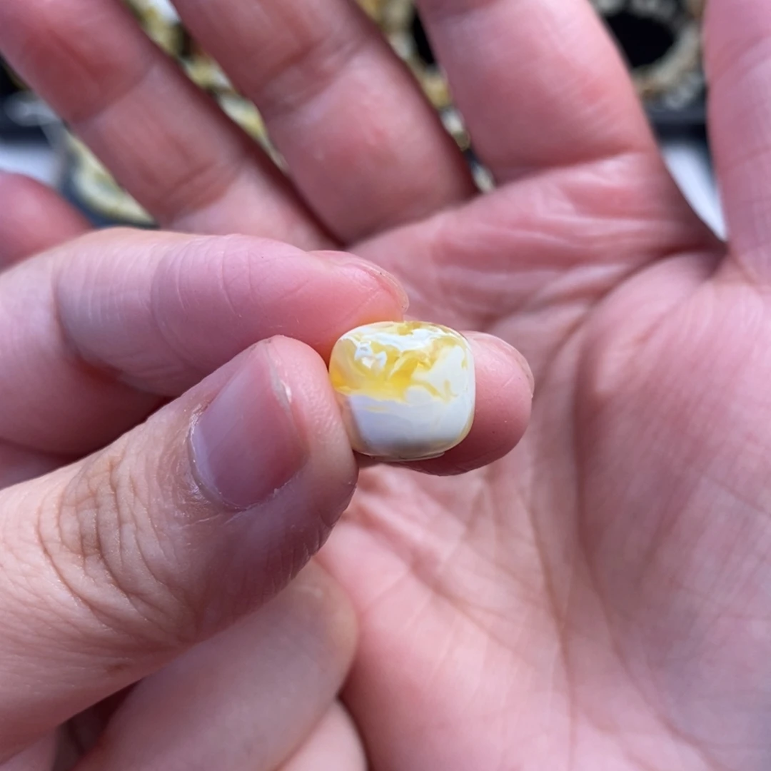 蜜蜡未镶嵌裸石金漆白溶洞妖花老型单珠11.5